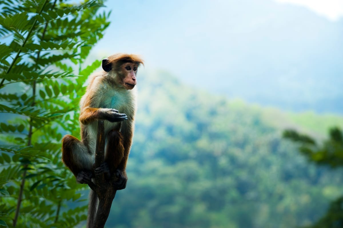 MailChimp für WooCommerce