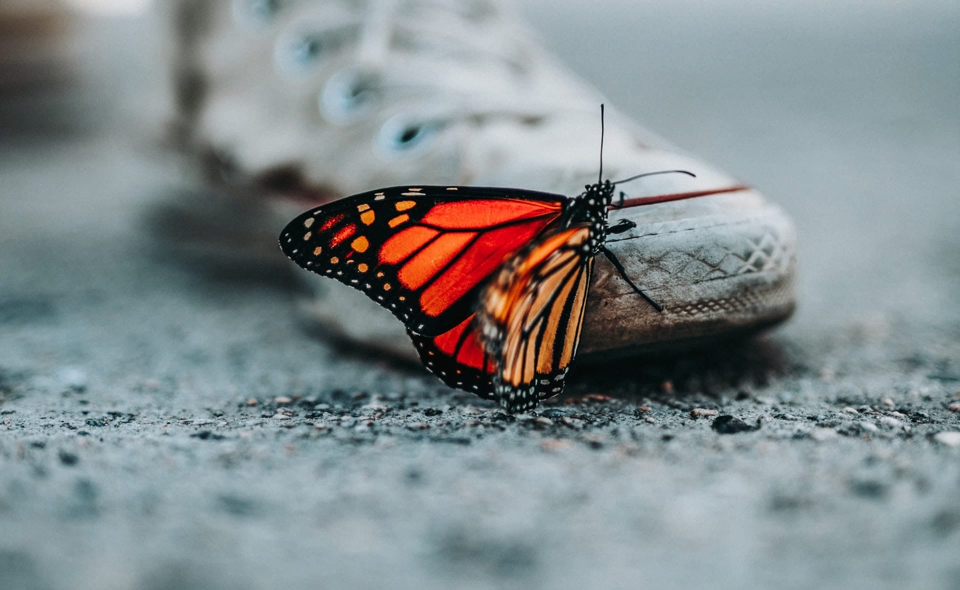 WooCommerce 6.9.3 + 6.9.4 Fix Releases