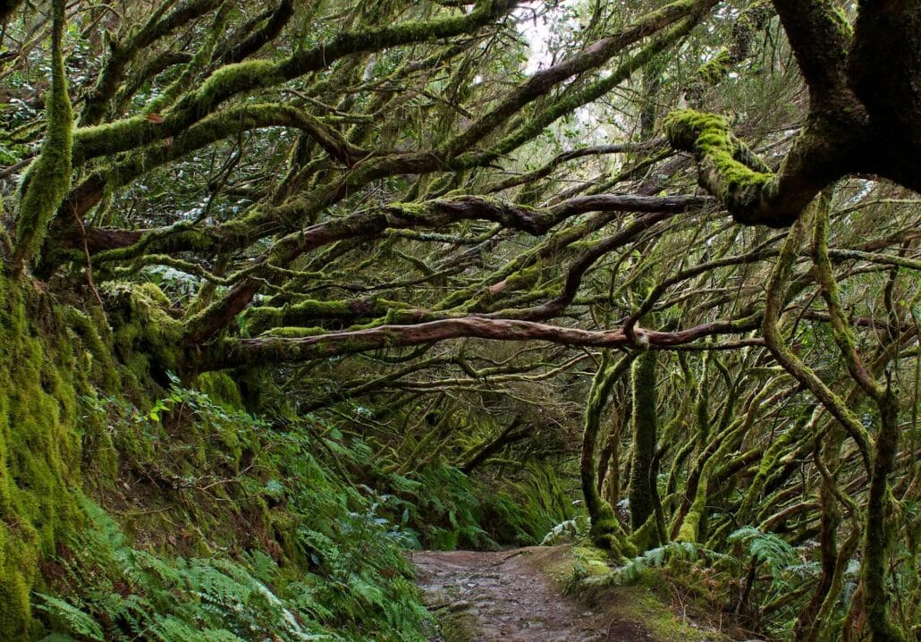 Rainforest Tenerife